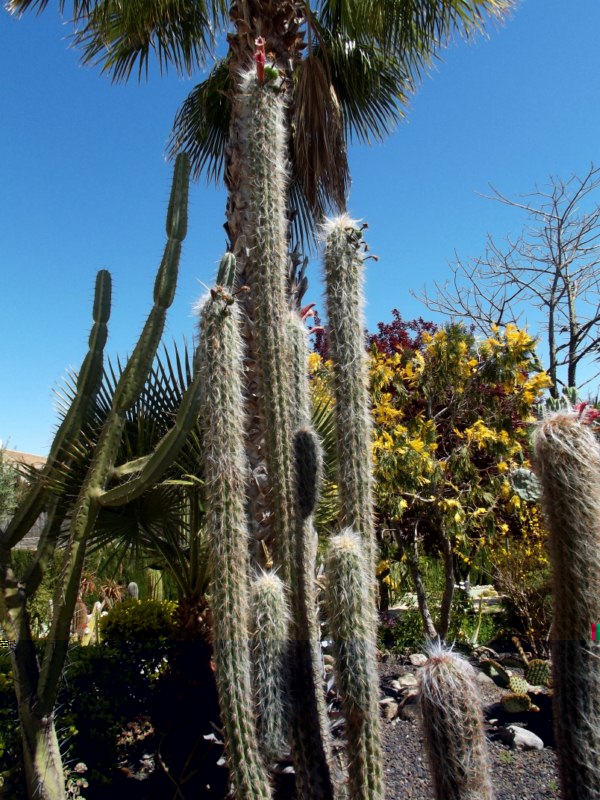 Oreocereus hendriksenianus