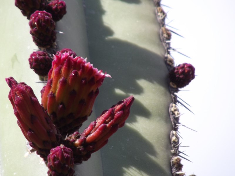 Pachycereus marginatus (CON CRISTACIÓN)
