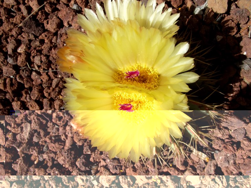 Parodia buiningii
