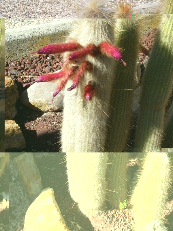 Cleistocactus ???????????????(no es strausii)