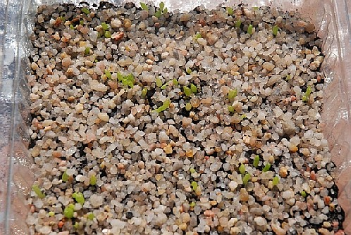 Semillero de Eryosice