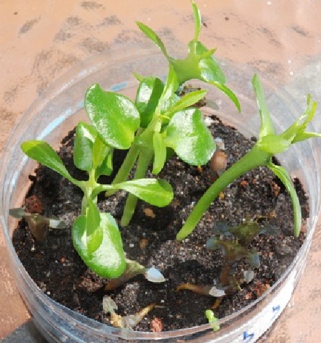 Euphorbias