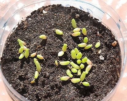 Semillero de Coryphanta