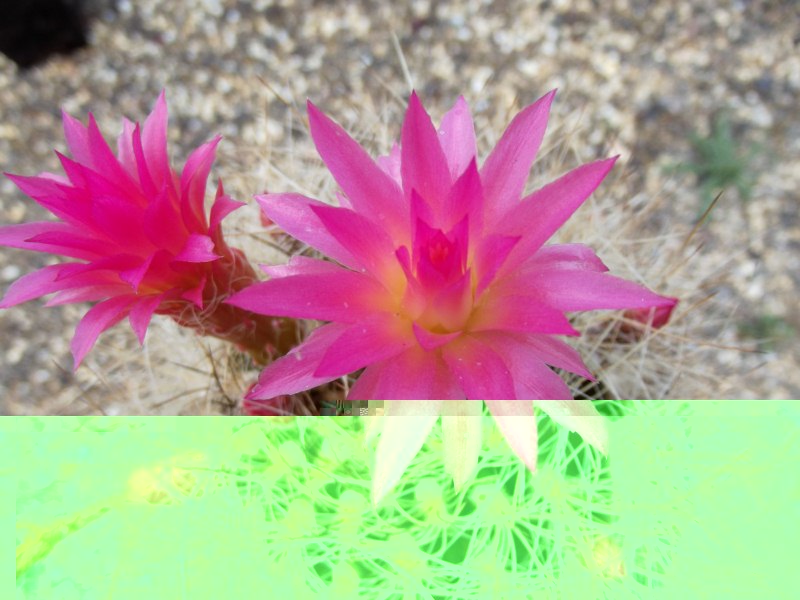 La misma de antes con la flor