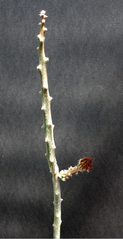 Peniocereus rosei 080711 009 [50%].jpg