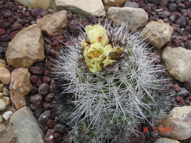 1Copiapoas 14.5.12.jpg