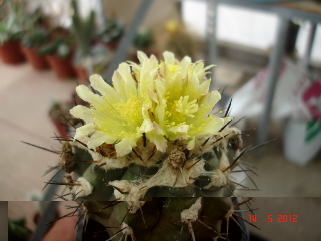 1Copiapoas 14.5.12 (1).jpg