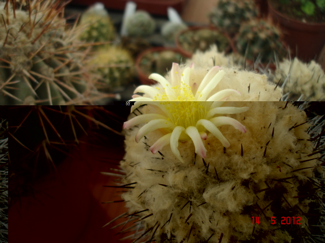 1Copiapoas 14.5.12 (2).jpg