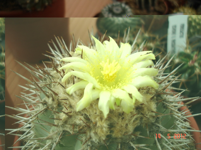 1Copiapoas 14.5.12 (3).jpg