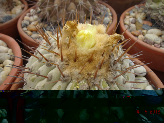 1Copiapoas 14.5.12 (5).jpg
