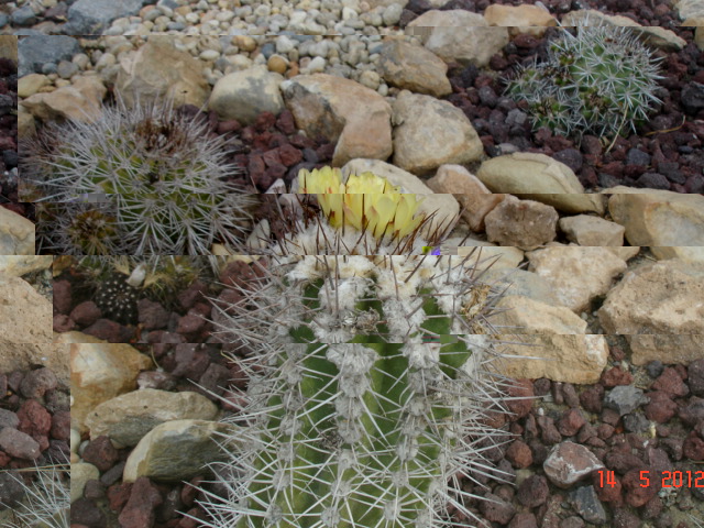 1Copiapoas 14.5.12 (6).jpg