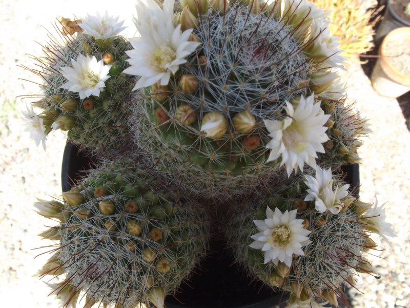 Mammillaria .........,(es la misma que la anterior