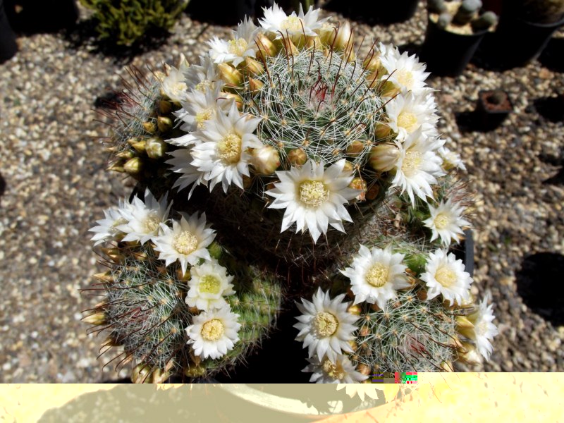 Mammillaria ...........