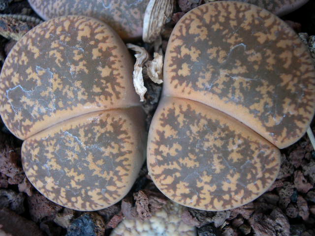 DSCN0018.JPG