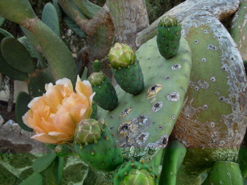Opuntia ficus-indica-DSCF4964 [800x600].jpg