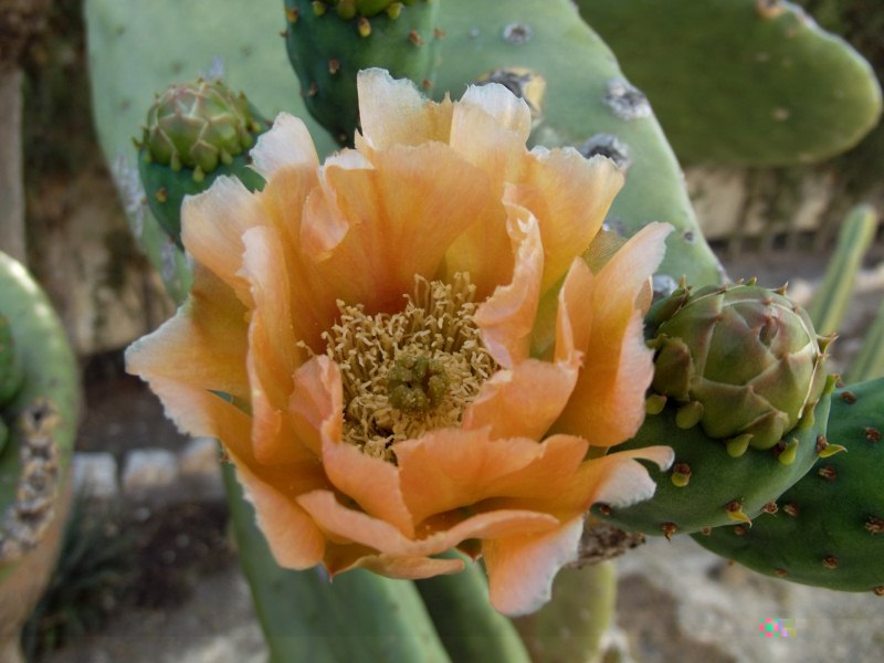 Opuntia ficus-indica-DSCF4959 [800x600].jpg