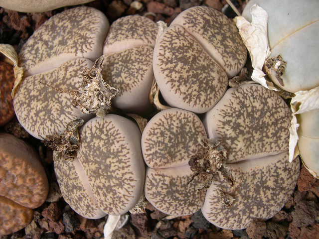 DSCN0019.JPG