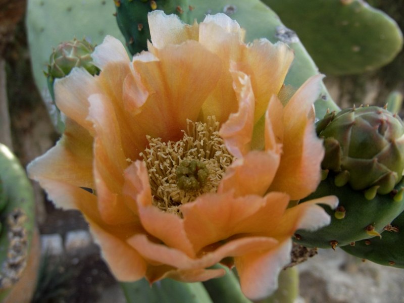 Opuntia ficus-indica-DSCF4954 [800x600].jpg