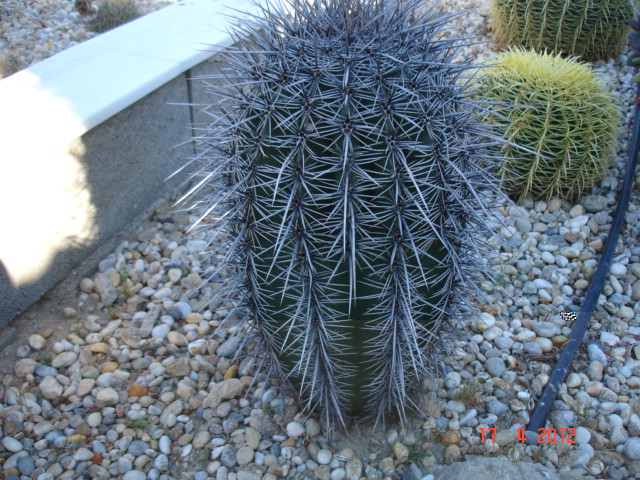 Carnegia gigantea 17.4.12 (2).jpg
