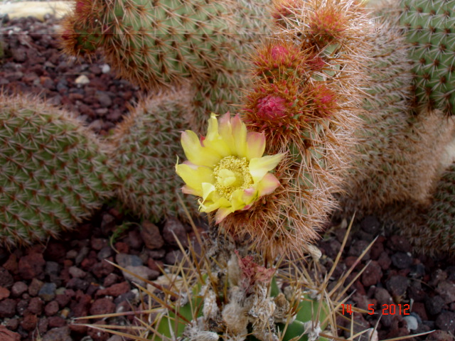 Opuntia 13.5.12.jpg