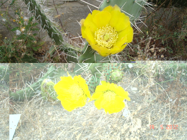 Opuntias 14.5.12.jpg