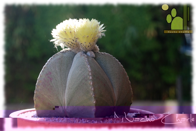 Astrophytum myriostigma 1003 10 2012 05 14.JPG