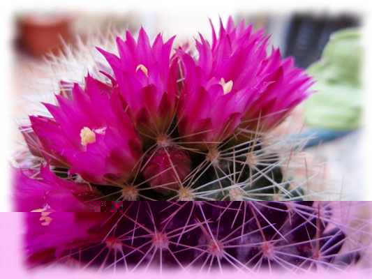 Mammillaria backebergiana_18.jpg