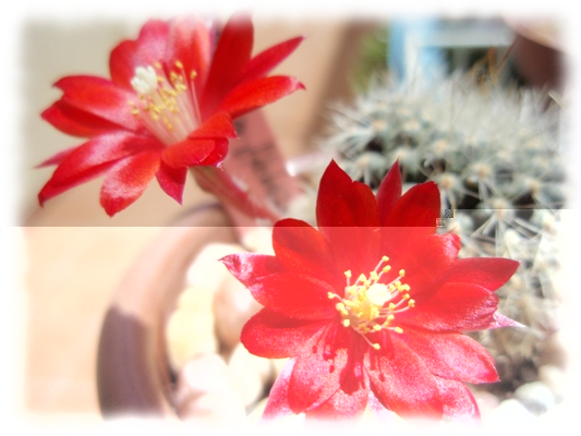Rebutia febrigii 03.jpg