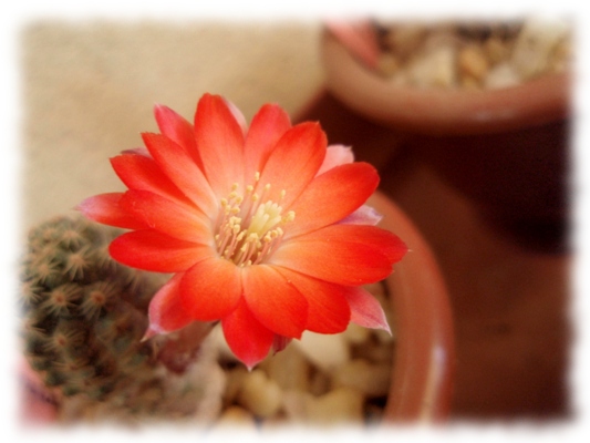 Rebutia pigmea orurensis 01.jpg