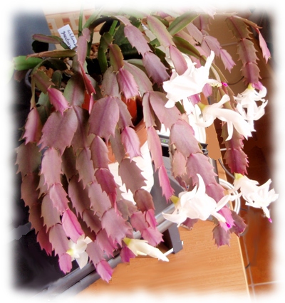 Schlumbergera gaertneri 10.jpg