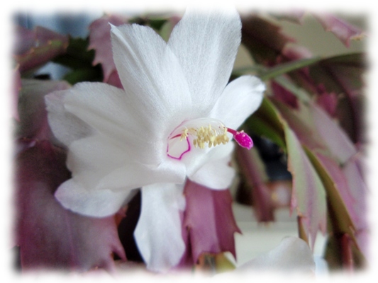 Schlumbergera gaertneri 11.jpg