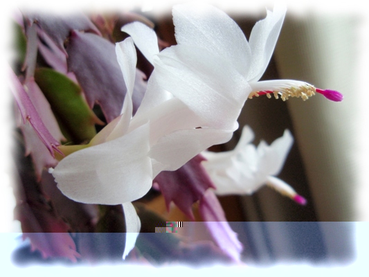 Schlumbergera gaertneri 12.jpg