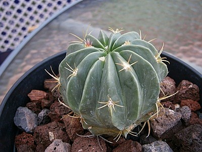 P5200368-003.JPG