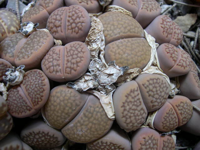 DSCN0023.JPG