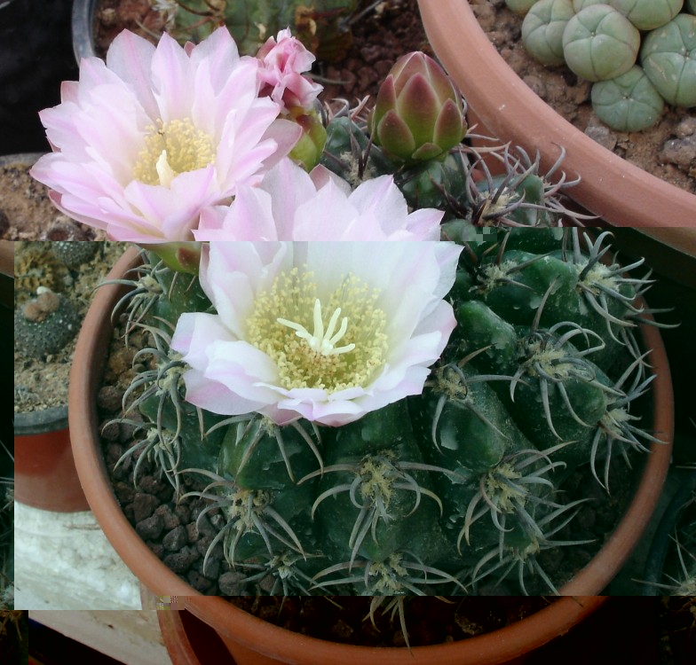 Gymnocalycium achirasense cf. varios 012 [50%].jpg