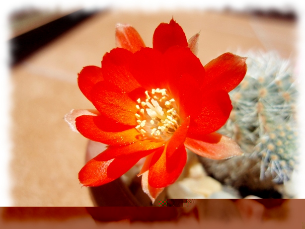 07 Mediolobivia Rebutia steinmannii christinae flor1.jpg