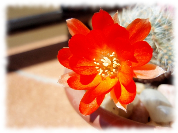07 Mediolobivia Rebutia steinmannii christinae flor2.jpg