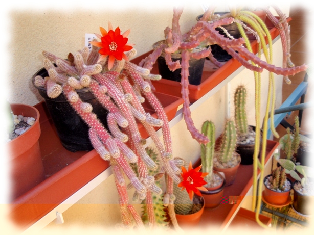 Echinopsis chamaecereus (chamaecereus silvestrii) 25.jpg