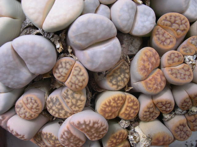 DSCN0024.JPG