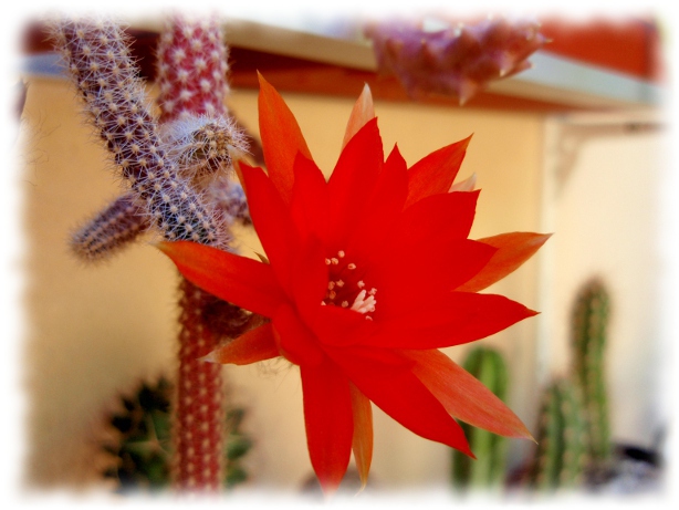 Echinopsis chamaecereus (chamaecereus silvestrii) 26.jpg