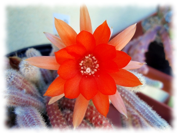Echinopsis chamaecereus (chamaecereus silvestrii) 28.jpg