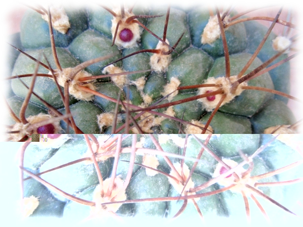 Ggymnocalycium pflanzii marquezii 6.jpg