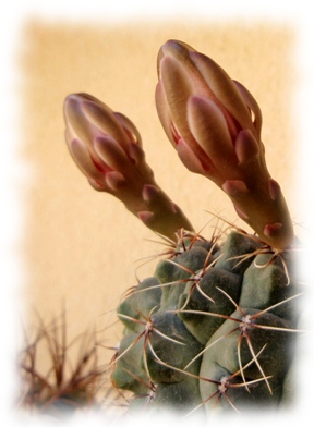 gymnocalycium baldianum.jpg