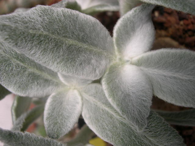 DSCN0039.JPG