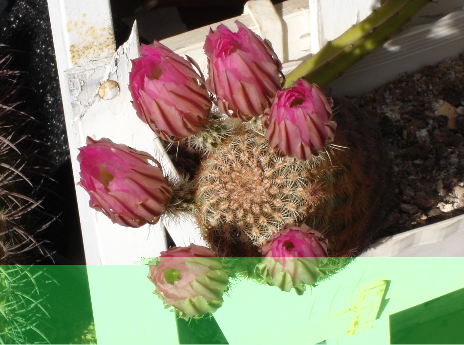 Ech. pectinatus 260512 008 [50%].jpg