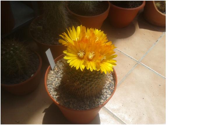 parodia aureispina, no descansa entre flor y flor