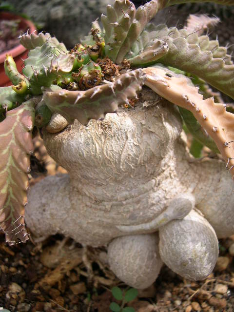 Euphorbia stellata