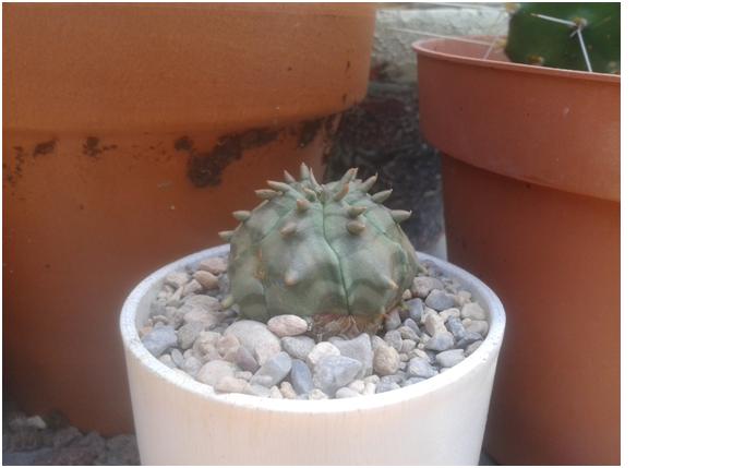 ferobesa.jpg