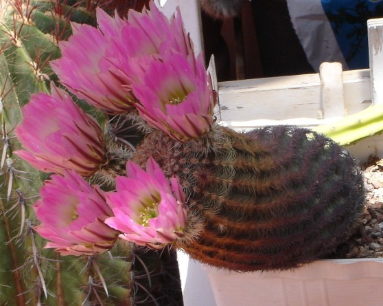 Ec. pectinatus 270512 015 [50%] [50%].jpg