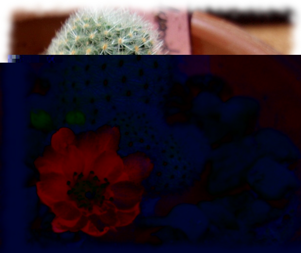10b Rebutia cv Mundy.jpg